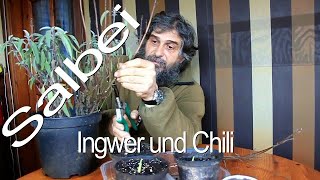 Echter Salbei Ingwer und Chili [upl. by Derdlim435]