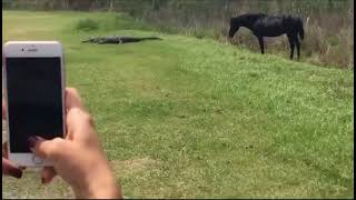 Wild Horse CRUSHES Alligator [upl. by Uriel]