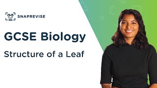 Structure of a Leaf  91 GCSE Science Biology  OCR AQA Edexcel [upl. by Anerul]