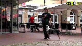 Beitrag Sachkunde HundePraxisGabriel mit AnmodOSF1mp4 [upl. by Davison]