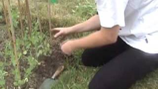 Planting Mangetout  Claires Allotment part 28 [upl. by Rasecoiluj]