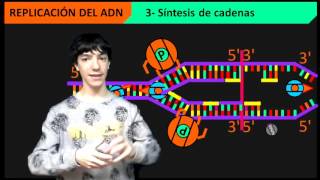 Replicación del ADN paso a paso [upl. by Dodds]