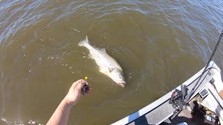 GIANT Pre Spawn Striped Bass Using JUMBO Bloodworms 41624 [upl. by Aindrea]