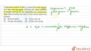 A transverse section of stem is stained first with safranin and then with fast green [upl. by Aken]