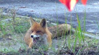 radioactive chernobyl wild zone rabies in fox бешеная лиса [upl. by Honey]