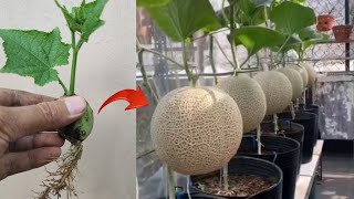 New skills Growing a melons tree from melon fruit in pot [upl. by Winifield]