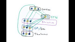 Basal ganglia and Action Selection [upl. by Scharff]