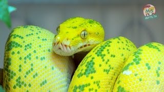 Reptil TV  Folge 50  Morelia viridis  Chondro  Grüner Baumpython  Teil 1 [upl. by Previdi]