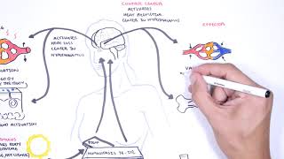 Homeostasis  negative and positive feedback thermoregulation and lactation [upl. by Sarilda]