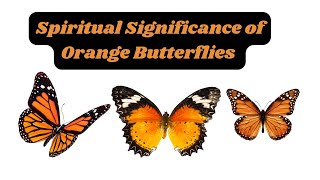 The Spiritual Significance of Orange Butterflies in Your Life [upl. by Egbert]