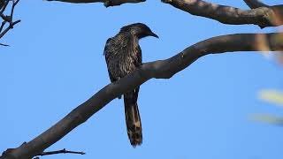 Little Wattlebird Hervey Bay Qld [upl. by Eiramaneet]