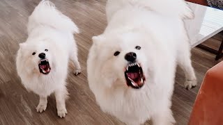 Samoyed Barking Compilation  Best of 2023 [upl. by Gamages229]