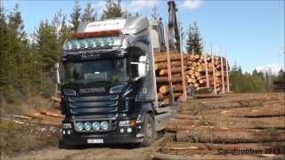 Scania R730 6x4 Timber Truck Loading [upl. by Twedy857]