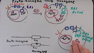 Cancer Genetics Part II Protooncogenes to Oncogenes [upl. by Llerdnad]