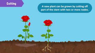 Types of Reproduction in Plants [upl. by Gershon]