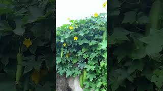 Guide to Growing a Healthy Luffa Vine – Tips for Building and Caring for a Sturdy Trellis shorts [upl. by Lieberman]