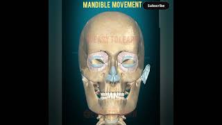 MANDIBLE MOVEMENT [upl. by Bride]