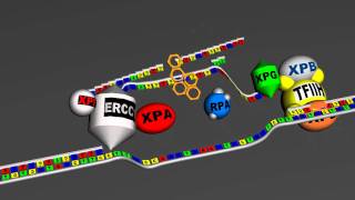 DNA repair  global genome Nucleotide excision repair v 30  Full HD [upl. by Kwan603]