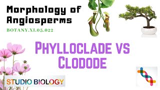 Class 11Botany LectureDiscuss The Differences Between Phylloclade And Cladode With Diagram 322 [upl. by Jehu]