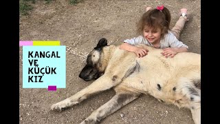 KANGAL ve KÃœÃ‡ÃœK KIZ [upl. by Mckenna13]