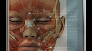 Craniofacial Muscles from wwweducaredesign [upl. by Rimat]