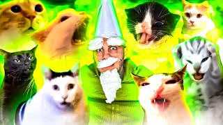 Green Wizard Gnome Song  Meme Cats [upl. by Derrick]