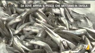 Da dove arriva il pesce che mettiamo in tavola [upl. by Llenoil]