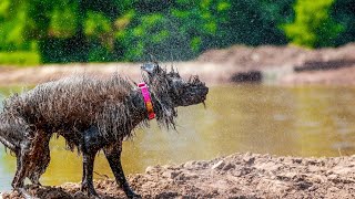 Adorable Wirehaired Pointing Griffons A Perfect Family Pet [upl. by Allerus789]