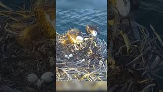 Osprey Dad brings fish 🐟 in breakfast for Mom ospreynest fish osprey breakfast ospreys shorts [upl. by Clarissa]