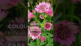 Astrantia  Plants In Focus With Petalberry Garden [upl. by Enyak]