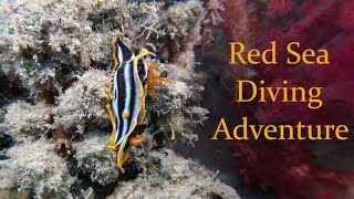 Red Sea Diving Adventure in Safaga Egypt 032024 4K [upl. by Averat744]