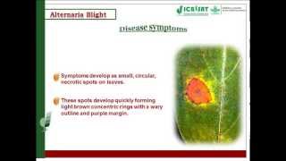 Alternaria blight Disease of Pigeonpea [upl. by Bartolemo483]