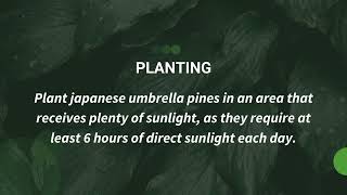 The Ultimate Guide to Caring For Your Japanese Umbrella Pines [upl. by Elita]