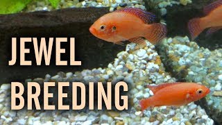 Red Jewel Cichlids Breeding in a Community Tank [upl. by Turpin677]