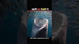 Whale Shark 🤯 facts shortvideo [upl. by Anaujat813]