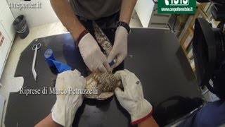 SOS VETERINARIO PRONTO SOCCORSO LO SPARVIERE CON ALA FRATTURATA [upl. by Reema]