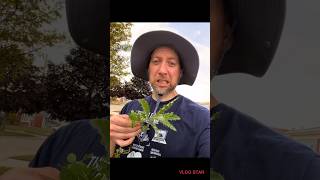 Weed amp FeedSta Green 3X Extreme Action application and results weedcontrol diylawncare lawncare [upl. by Adahs822]