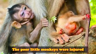 Poor injured baby monkeys what happened to them [upl. by Nannahs]