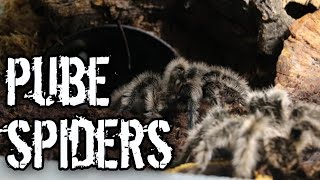 Breeding Tliltocatl albopilosus quotNicaraguaquot  The Nicaraguan Curly Hair Tarantula [upl. by Alysoun]