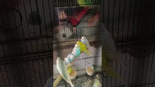 Spangles budgies spangles birds lovebirds lovesigns lovebirdslovers birds [upl. by Keeley]