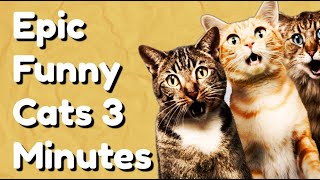 Epic Funny Cats 3 Minutes [upl. by Lounge]