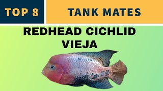 REDHEAD CICHLID TANK MATES [upl. by Hoppe]