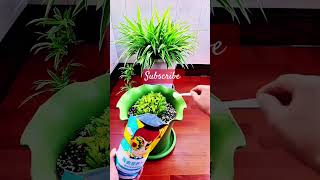 Chlorophytum pruning Chlorophytum pruning GoldenNutrition11Kuaishou Hotspot [upl. by Aihsinat772]