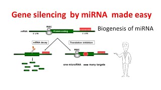 Gene silencing by microRNAs  miRNA biogenesis  miRNA mechanism  Gene silencing by miRNAs [upl. by Mill]