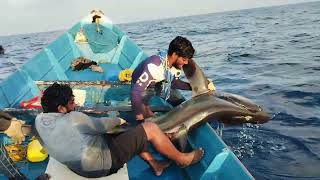 Monster Belt Shark Fishing In Deep Offshore [upl. by Bjork27]