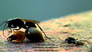 Spider Wasp and the Jumping Spider [upl. by Goldberg312]