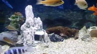 African cichlids 1080p hd albino firefish dragonbl [upl. by Oizirbaf]