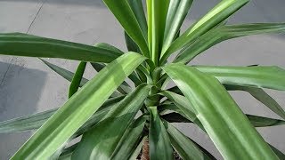 Entretien du yucca  Yucca éléphantipes [upl. by Elidad]