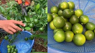 Harvesting Calamondin [upl. by Edahsalof]