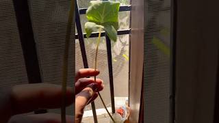 Free me mile caladium plant ki experiment ka result shorts [upl. by Geraldine]